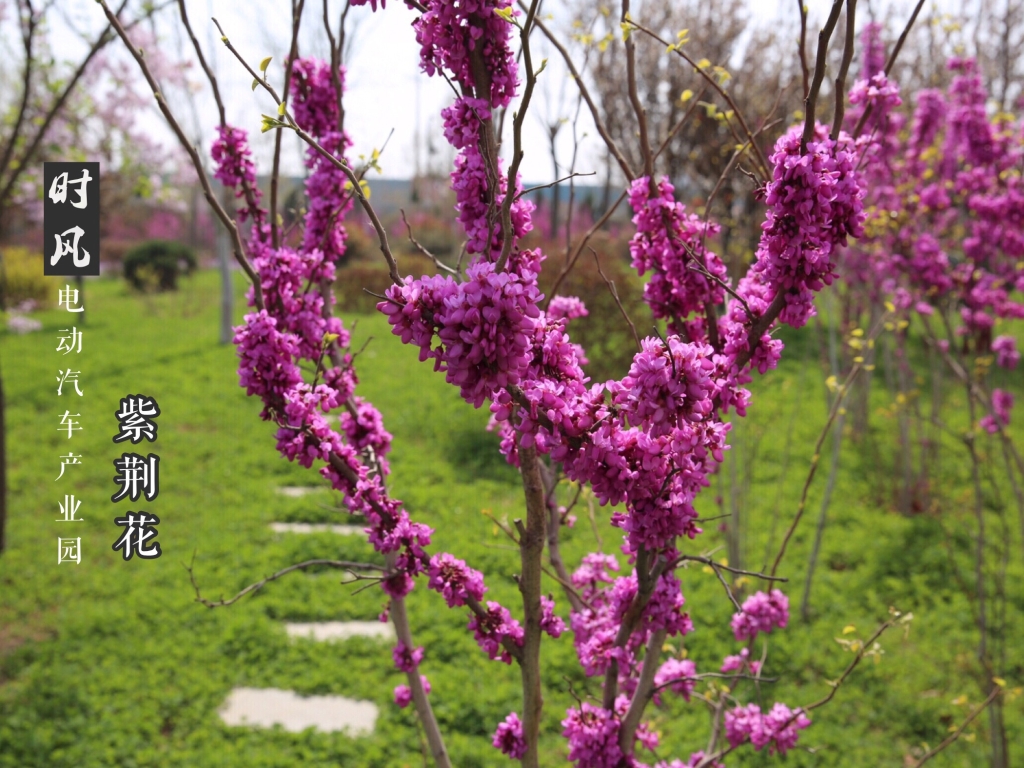 必发888电动工业园紫荆；；；